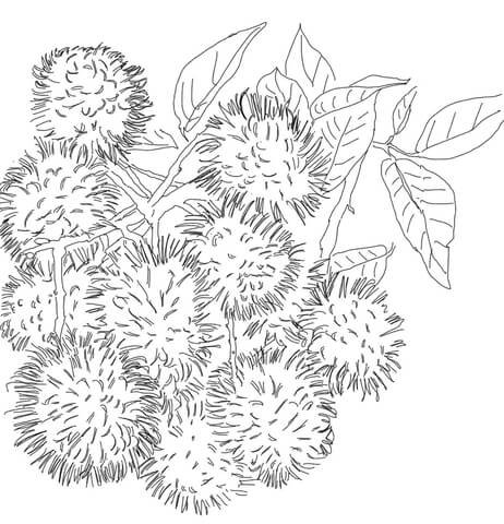 Rambutans On Tree Coloring Page